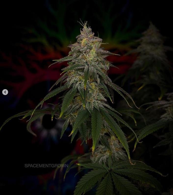 grow-with-medicgrow-smart8-spacementgrown-day49-29.jpg