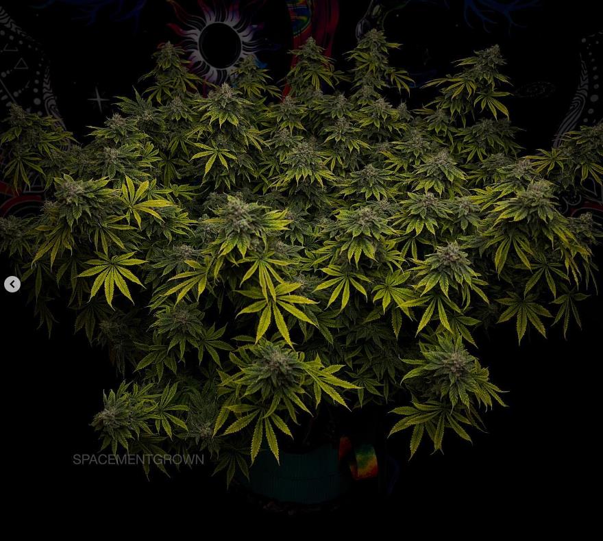 grow-with-medicgrow-smart8-spacementgrown-day49-3.jpg