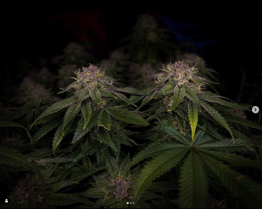 grow-with-medicgrow-smart8-spacementgrown-day49-30.jpg