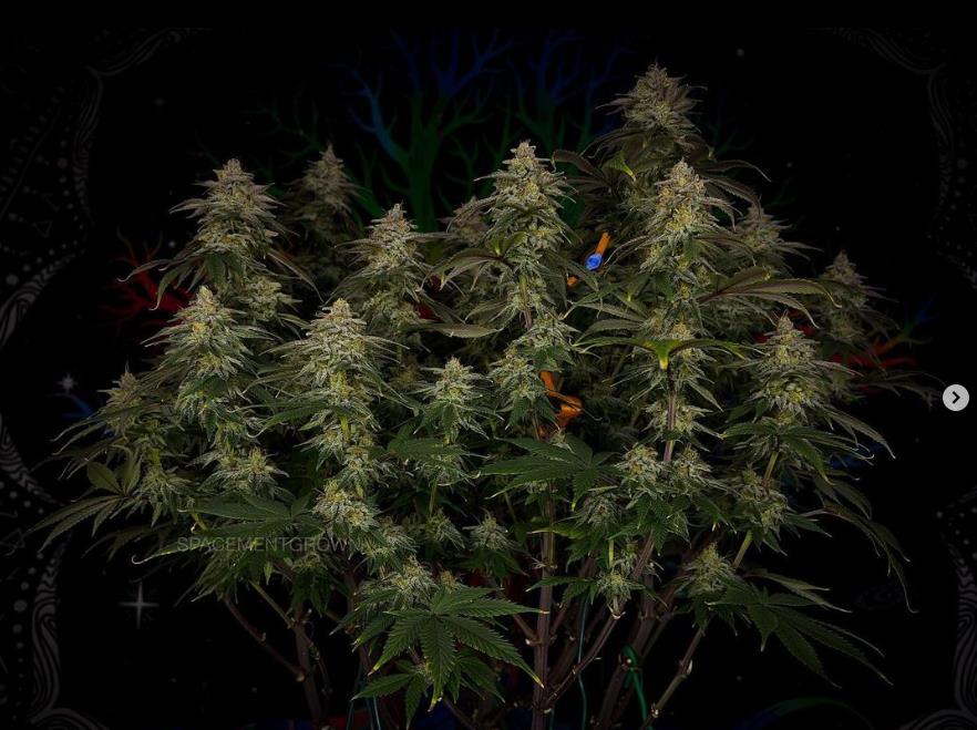 grow-with-medicgrow-smart8-spacementgrown-day49-36.jpg