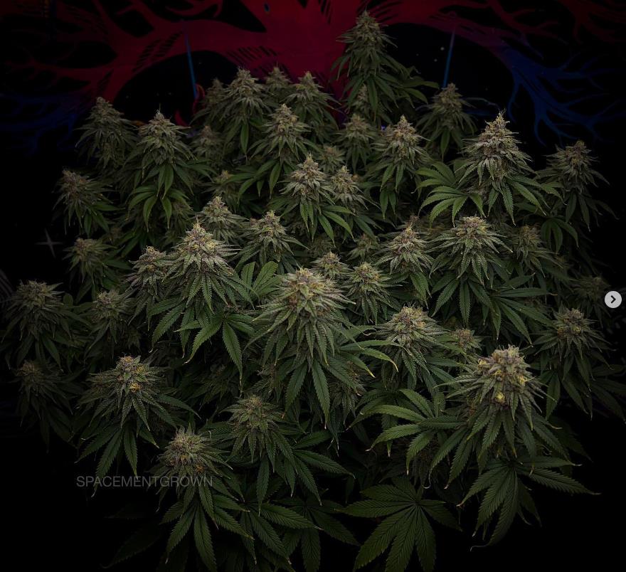 grow-with-medicgrow-smart8-spacementgrown-day49-4.jpg