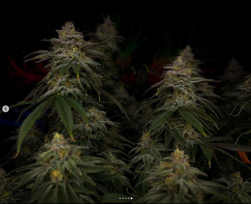 grow-with-medicgrow-smart8-spacementgrown-day49-40.jpg