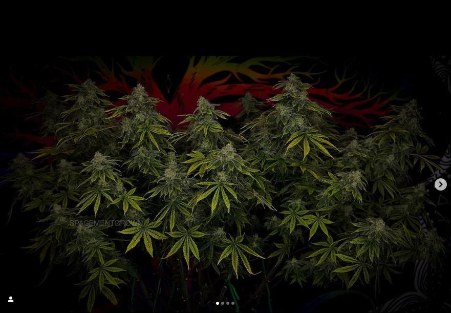 grow-with-medicgrow-smart8-spacementgrown-day49-41.jpg