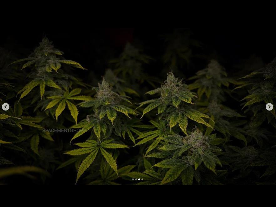 grow-with-medicgrow-smart8-spacementgrown-day49-43.jpg