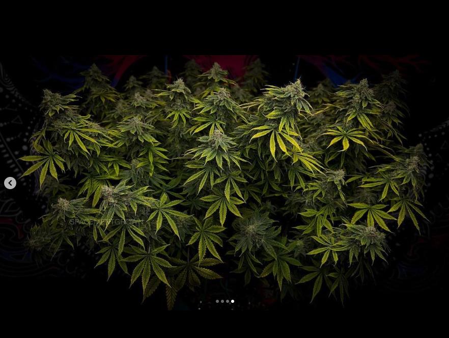 grow-with-medicgrow-smart8-spacementgrown-day49-44.jpg