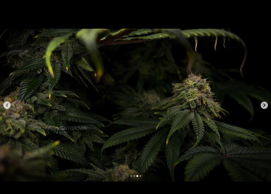 grow-with-medicgrow-smart8-spacementgrown-day49-47.jpg