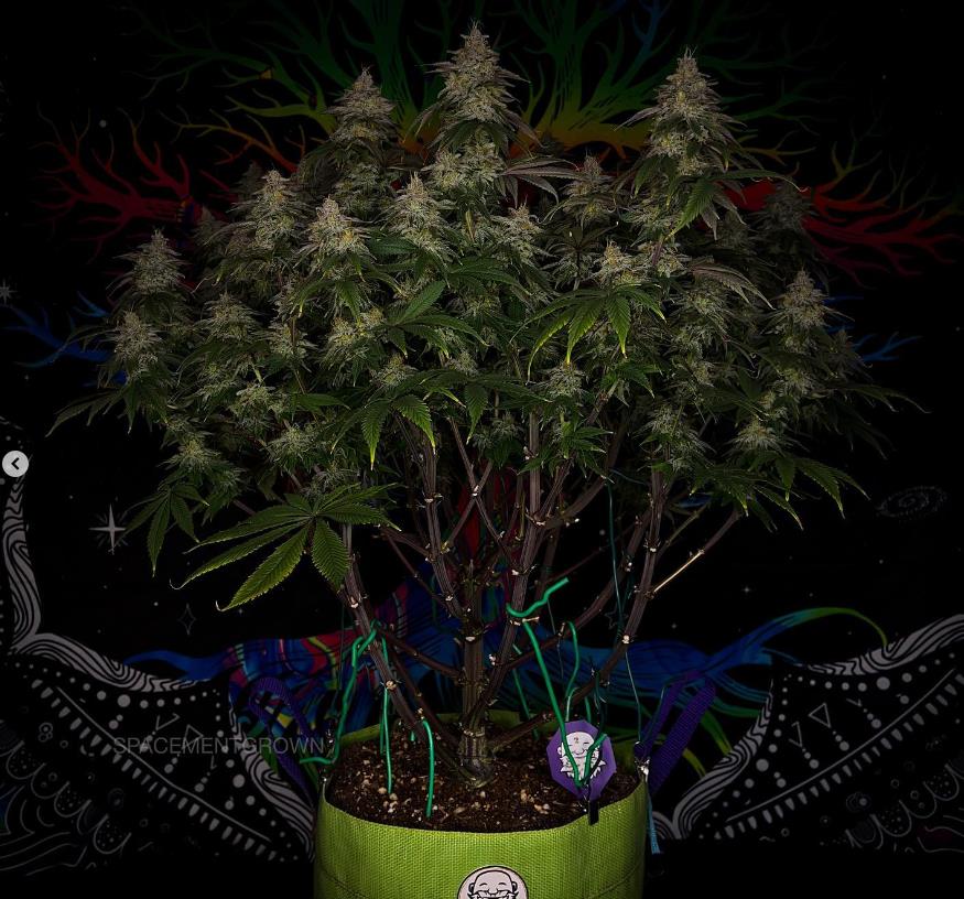 grow-with-medicgrow-smart8-spacementgrown-day49-5.jpg