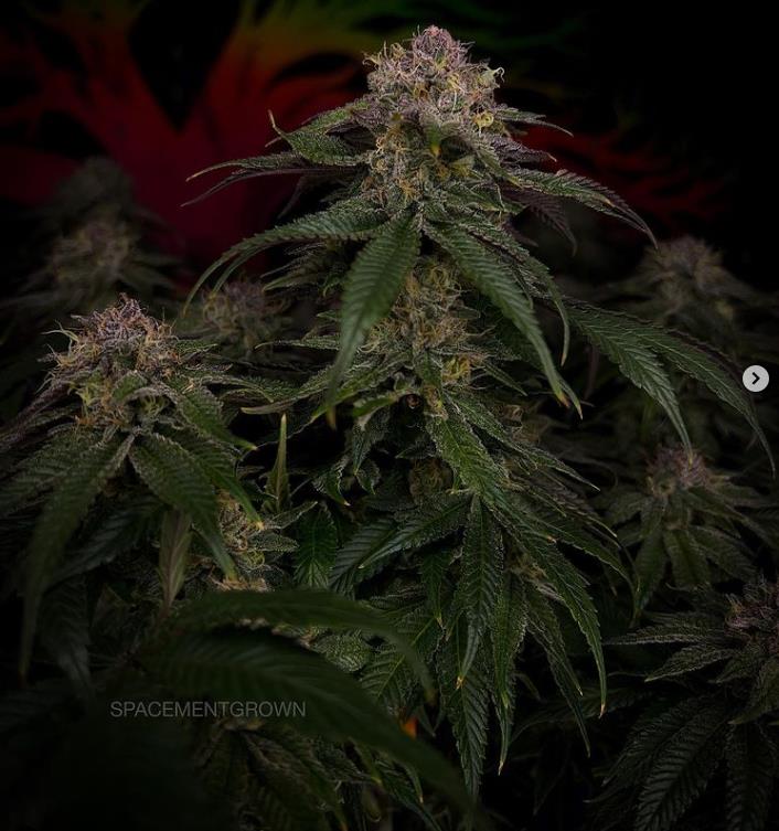 grow-with-medicgrow-smart8-spacementgrown-day49-7.jpg