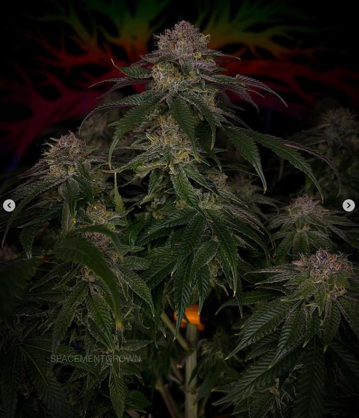 grow-with-medicgrow-smart8-spacementgrown-day49-9.jpg