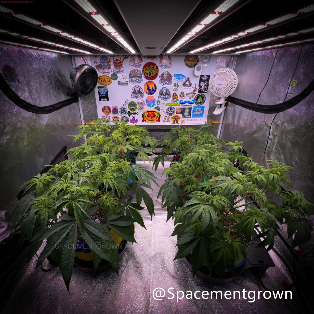 grow-with-medicgrow-smart8-spacementgrown-day49.jpg