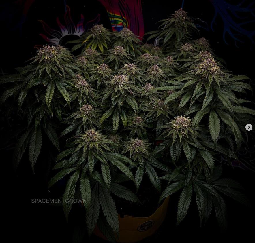 grow-with-medicgrow-smart8-spacementgrown-day49.jpg