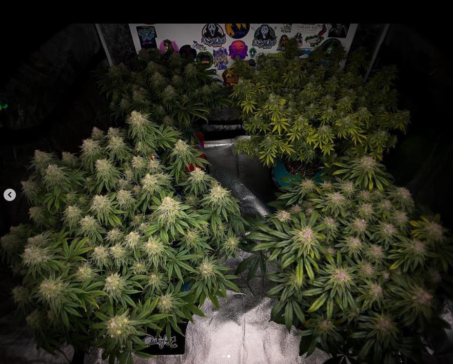 grow-with-medicgrow-smart8-spacementgrown-day53-1.jpg