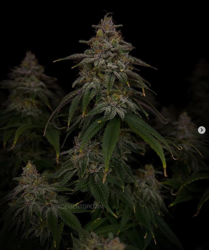 grow-with-medicgrow-smart8-spacementgrown-day55-10.jpg