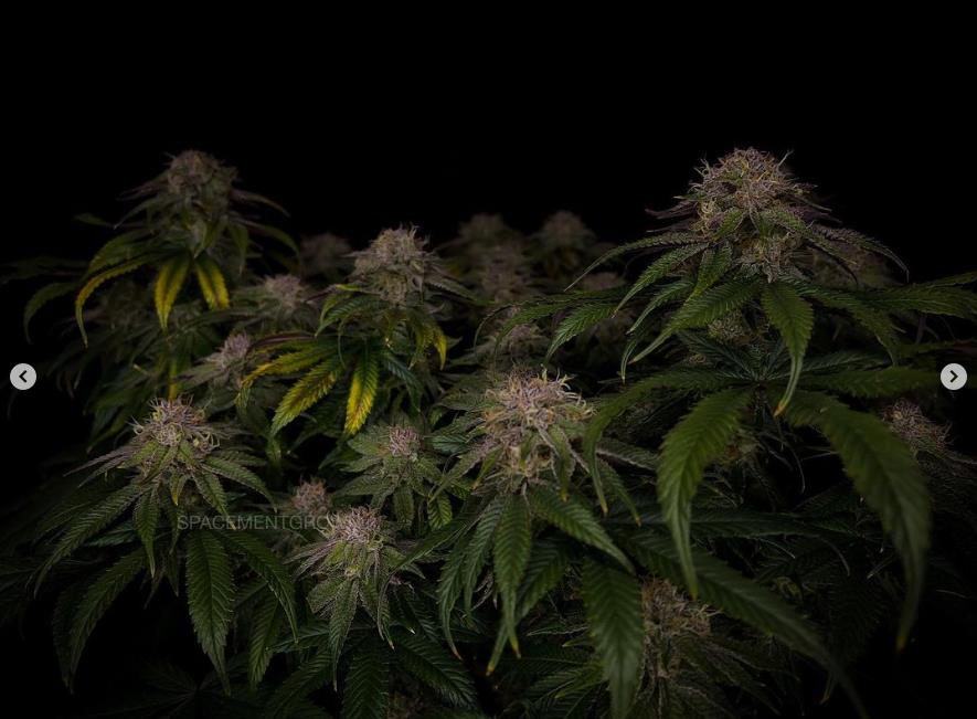 grow-with-medicgrow-smart8-spacementgrown-day55-14.jpg