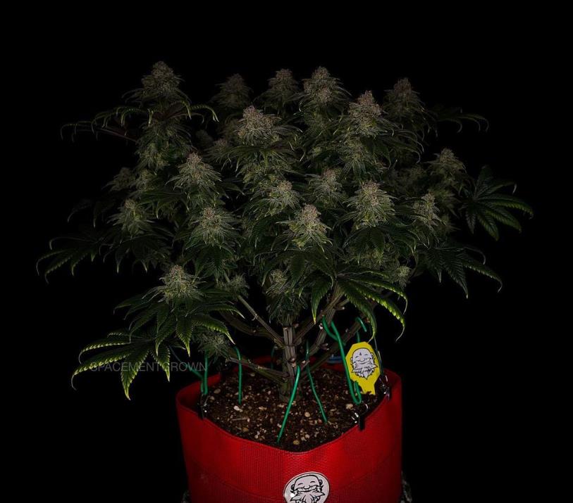 grow-with-medicgrow-smart8-spacementgrown-day55-17.jpg