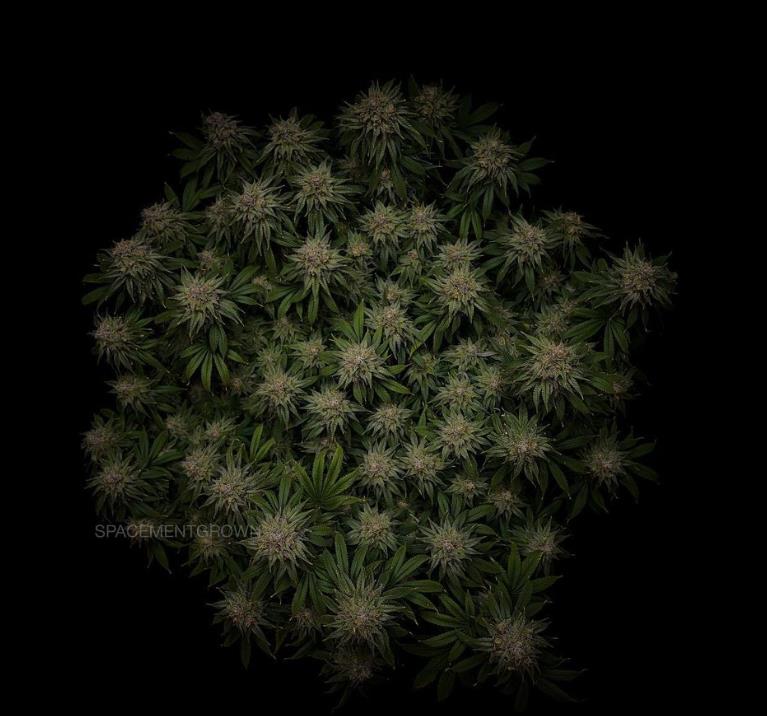 grow-with-medicgrow-smart8-spacementgrown-day55-2.jpg