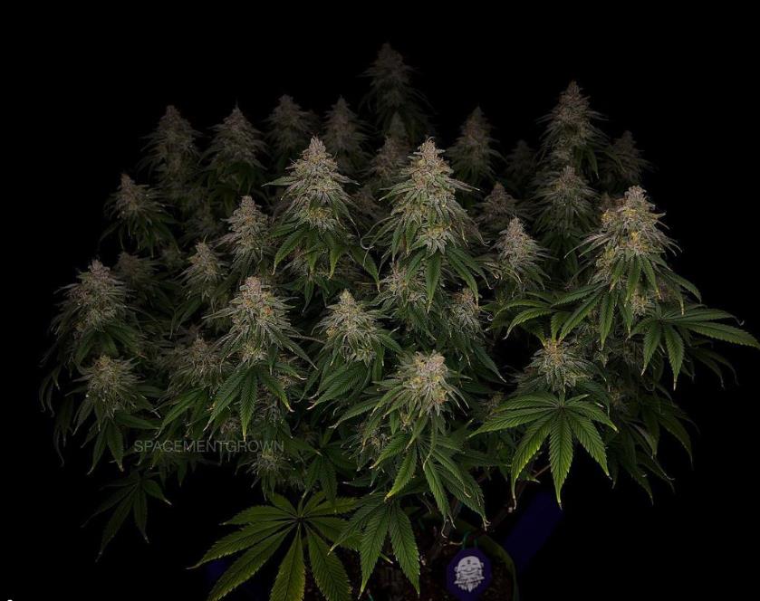 grow-with-medicgrow-smart8-spacementgrown-day55-22.jpg