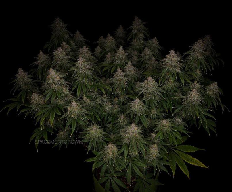 grow-with-medicgrow-smart8-spacementgrown-day55-23.jpg