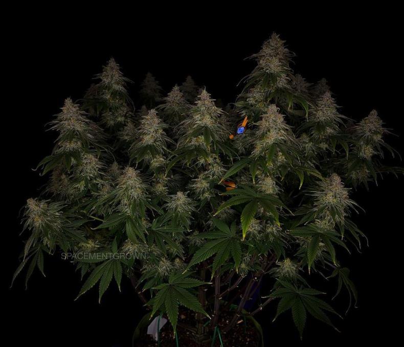 grow-with-medicgrow-smart8-spacementgrown-day55-24.jpg