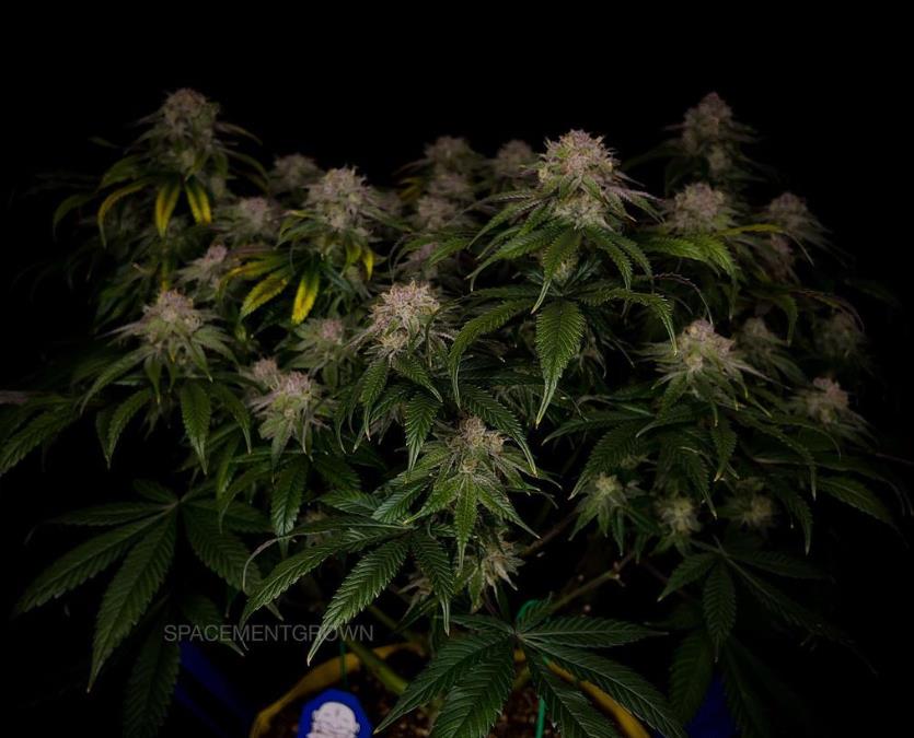 grow-with-medicgrow-smart8-spacementgrown-day55-26.jpg