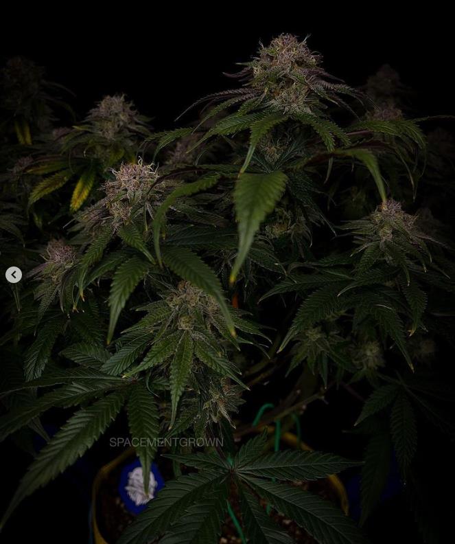 grow-with-medicgrow-smart8-spacementgrown-day55-33.jpg