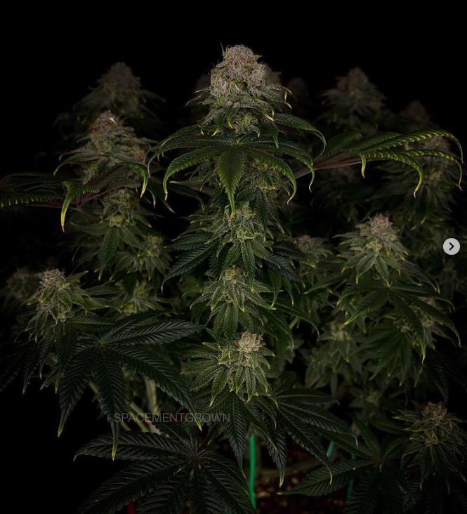 grow-with-medicgrow-smart8-spacementgrown-day55-4.jpg