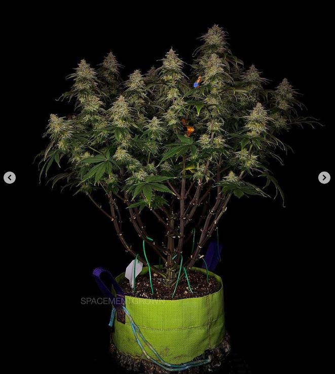 grow-with-medicgrow-smart8-spacementgrown-day55-46.jpg