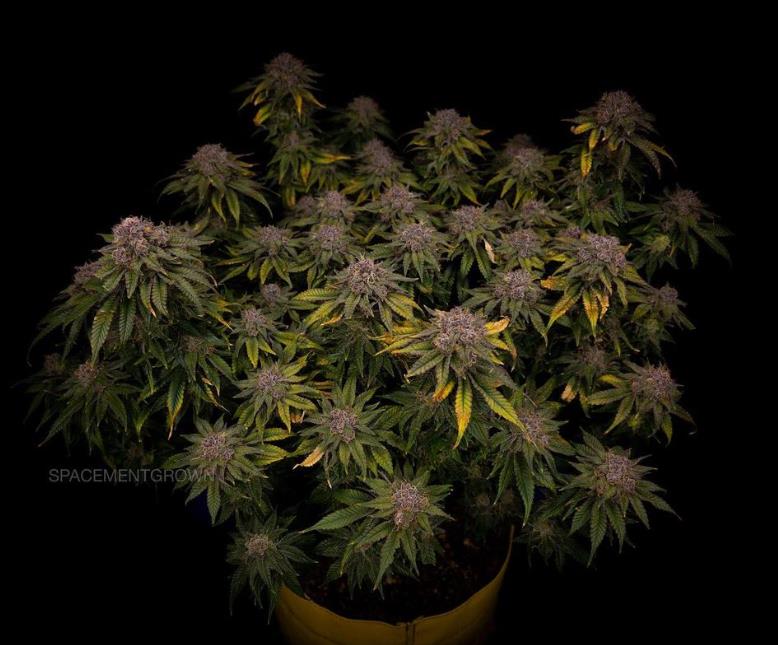 grow-with-medicgrow-smart8-spacementgrown-day63-11.jpg