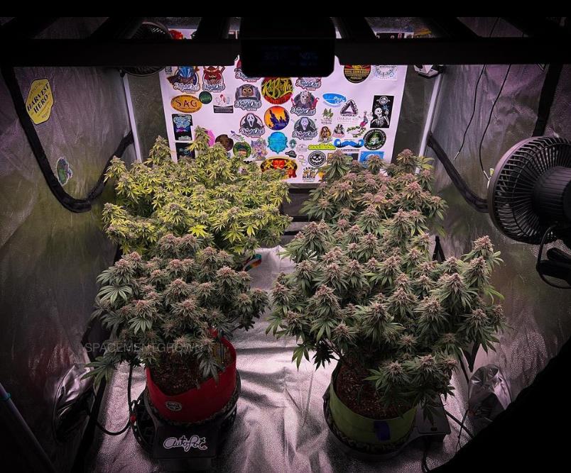 grow-with-medicgrow-smart8-spacementgrown-day63-2.jpg