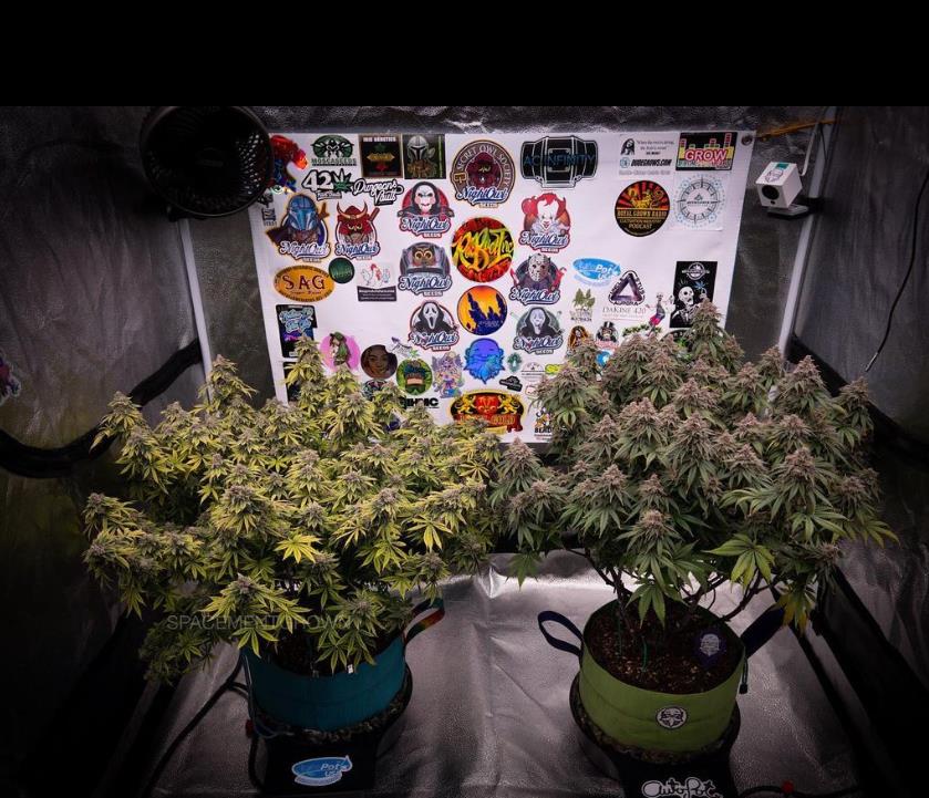 grow-with-medicgrow-smart8-spacementgrown-day63-4.jpg