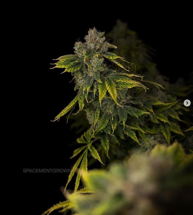 grow-with-medicgrow-smart8-spacementgrown-day65-3.jpg