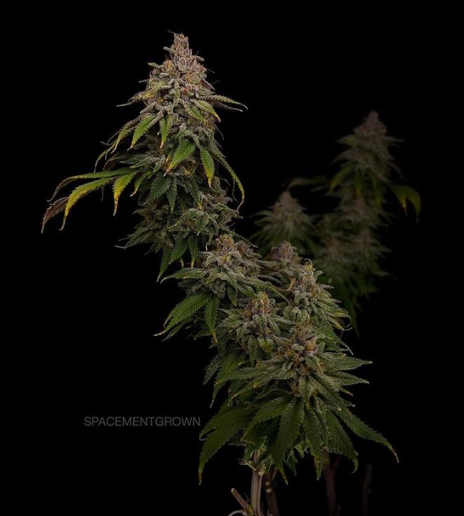 grow-with-medicgrow-smart8-spacementgrown-day66-8.jpg