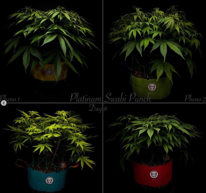 grow-with-medicgrow-smart8-spacementgrown-day8flower.jpg