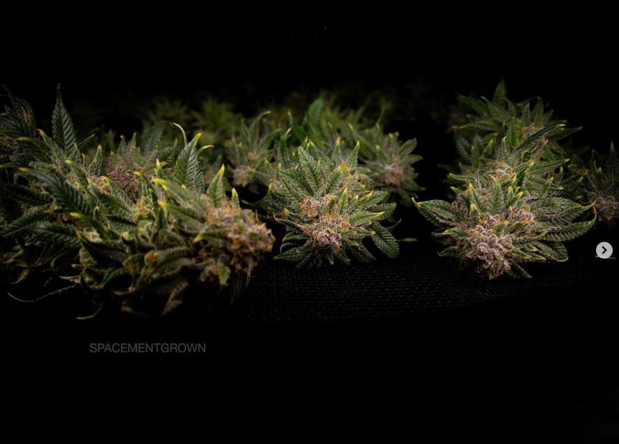 grow-with-medicgrow-smart8-spacementgrown-dry.jpg