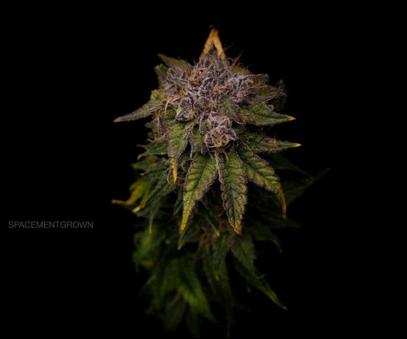 grow-with-medicgrow-smart8-spacementgrown-drying.jpg