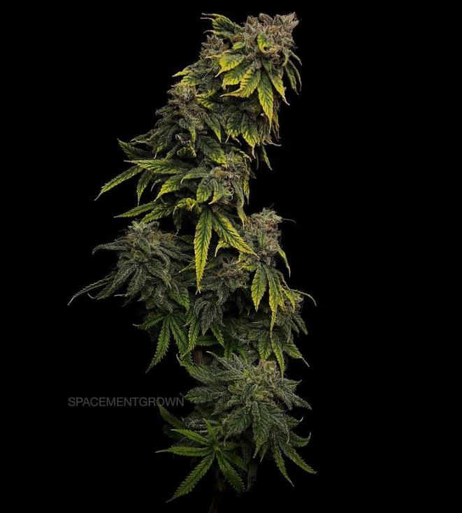 grow-with-medicgrow-smart8-spacementgrown-drying4.jpg