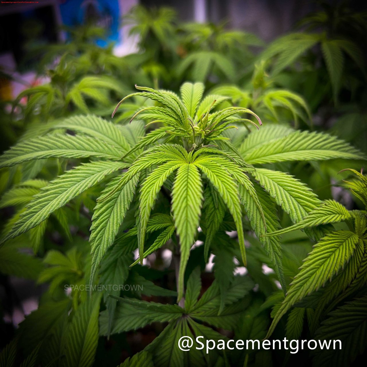 grow-with-medicgrow-smart8-spacementgrown-flipped-3.jpg