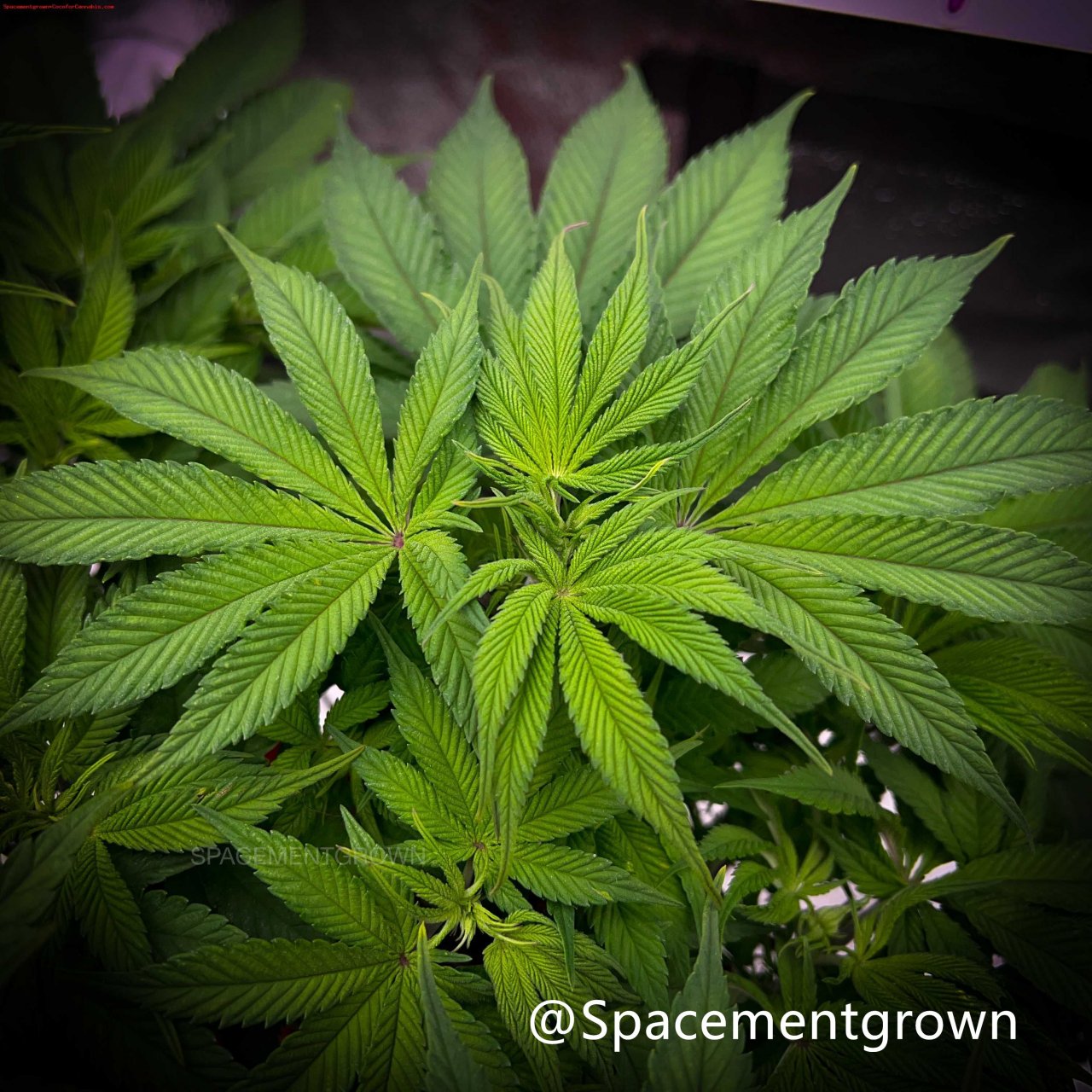 grow-with-medicgrow-smart8-spacementgrown-flipped-4.jpg