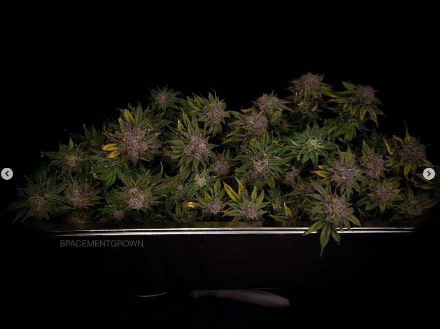 grow-with-medicgrow-smart8-spacementgrown-trim1.jpg