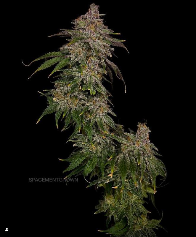 grow-with-medicgrow-smart8-spacementgrown-trim12.jpg