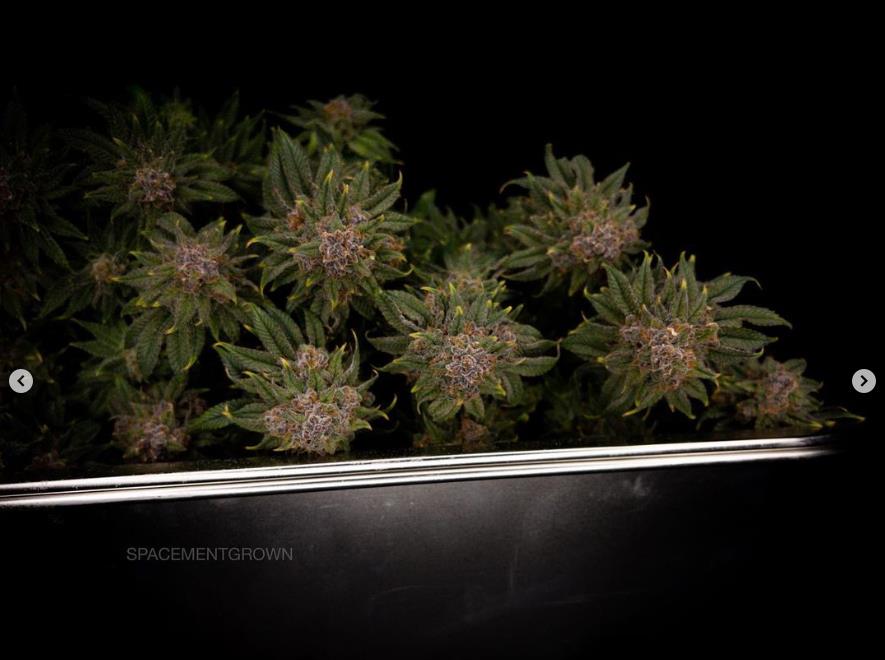 grow-with-medicgrow-smart8-spacementgrown-trim7.jpg