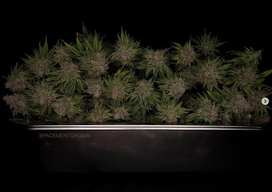 grow-with-medicgrow-smart8-spacementgrown-trim9.jpg