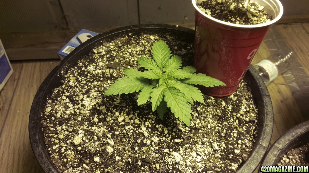 grow1 9/4