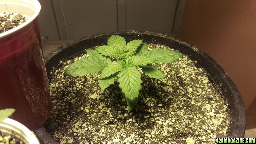 grow1 9/4