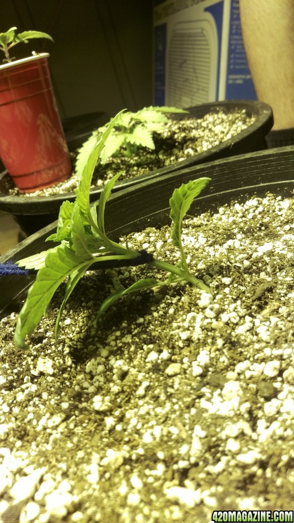 grow1 9/4