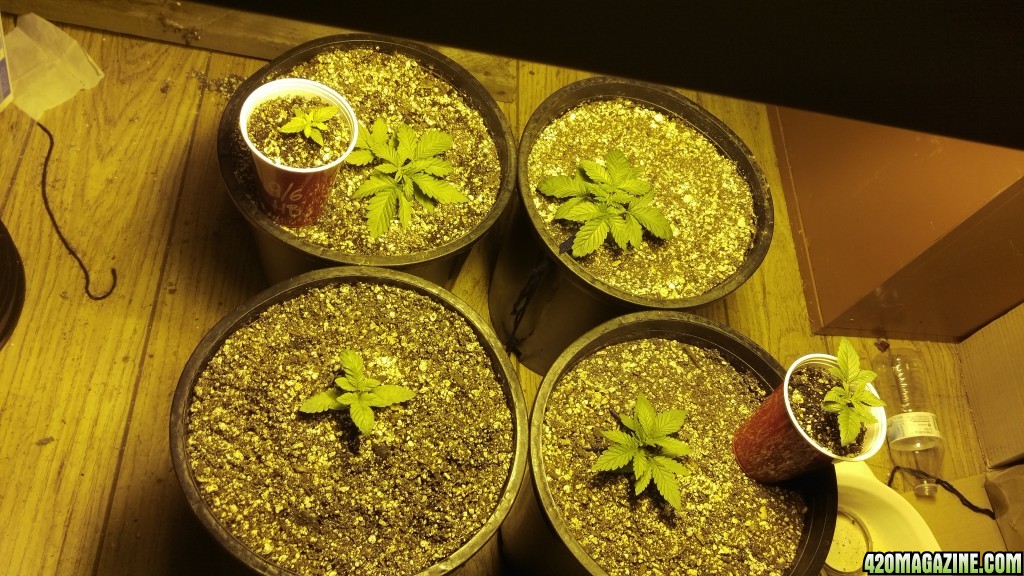 grow1 9/4