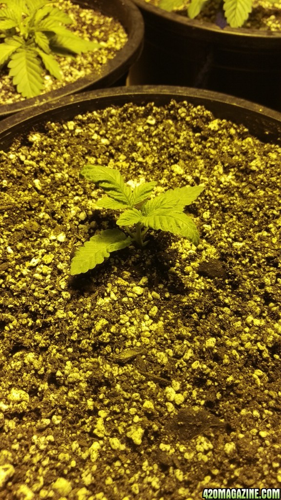 grow1 9/4