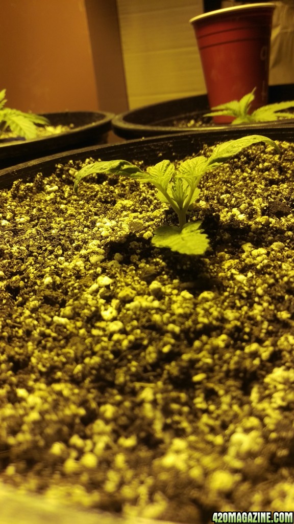 grow1 9/4