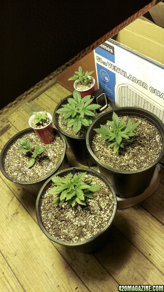 grow1 9/4