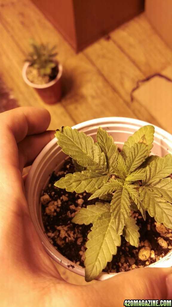 grow1 9/4